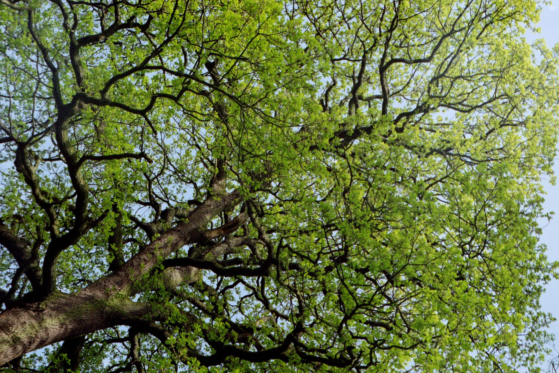 When it comes to resolving neighbour disputes over trees, it helps to ...